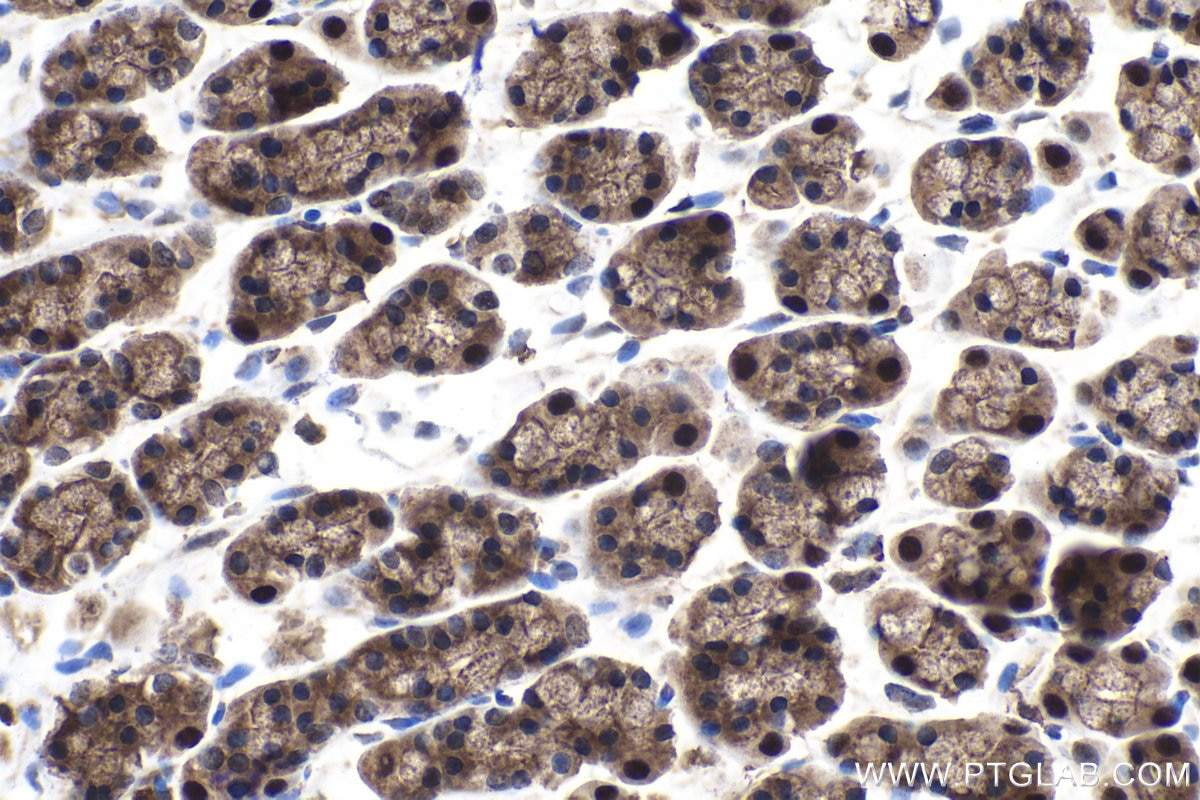 Immunohistochemical analysis of paraffin-embedded rat stomach tissue slide using KHC1525 (ESRRA IHC Kit).