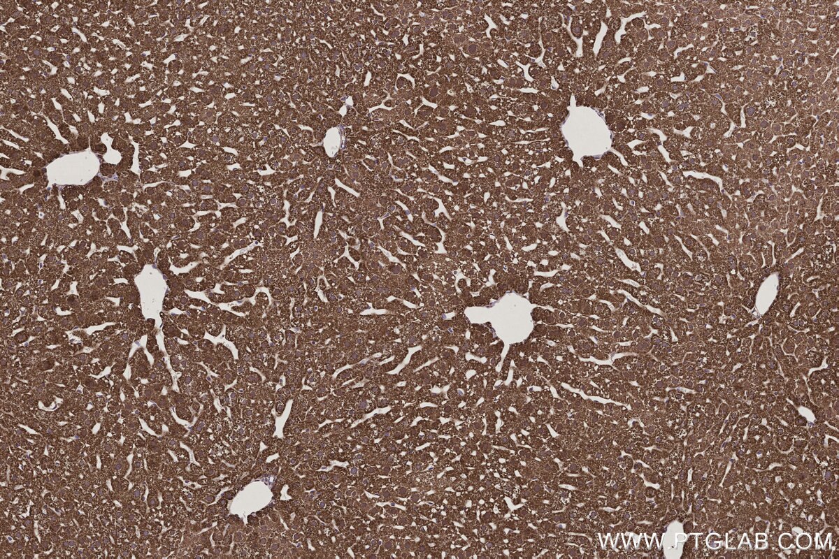 Immunohistochemical analysis of paraffin-embedded mouse liver tissue slide using KHC3207 (ETFB IHC Kit).