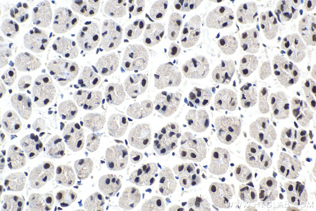 Immunohistochemical analysis of paraffin-embedded mouse stomach tissue slide using KHC1606 (ETV5 IHC Kit).