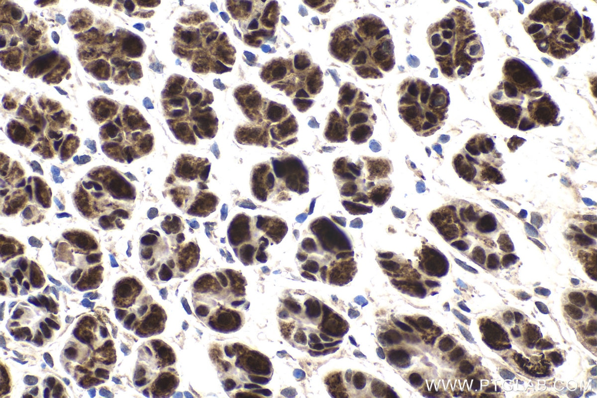 Immunohistochemical analysis of paraffin-embedded mouse stomach tissue slide using KHC1672 (EVI1 IHC Kit).