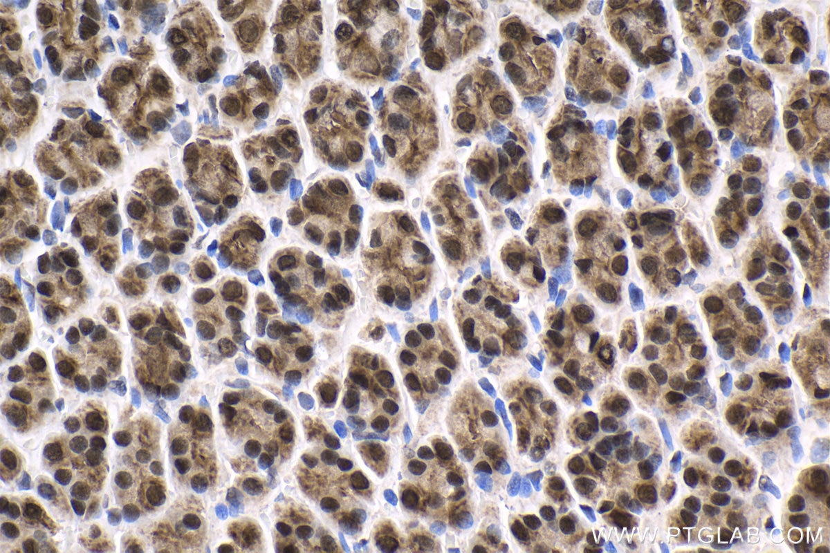 Immunohistochemical analysis of paraffin-embedded rat stomach tissue slide using KHC1672 (EVI1 IHC Kit).