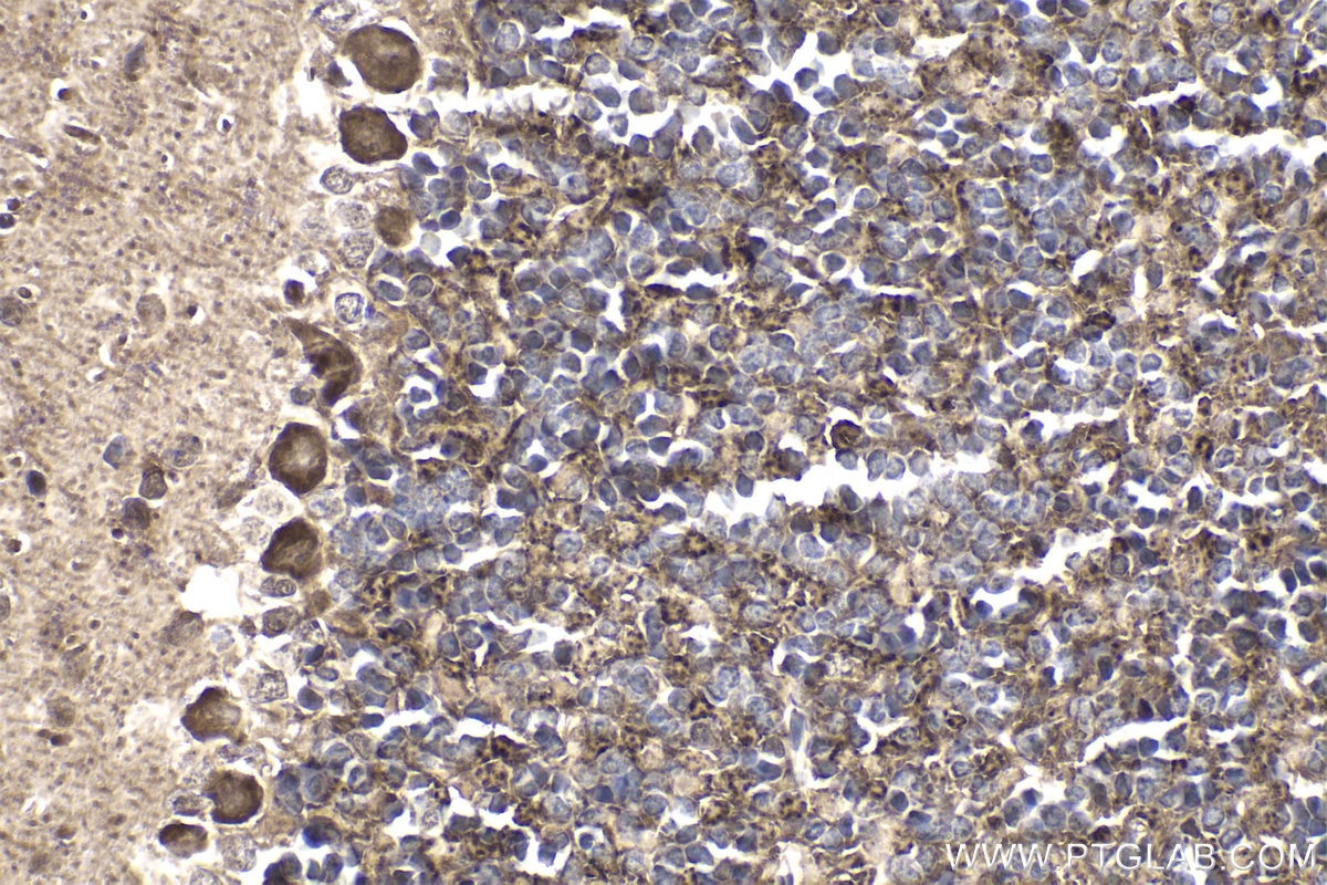 Immunohistochemical analysis of paraffin-embedded mouse cerebellum tissue slide using KHC1960 (EXOSC3 IHC Kit).