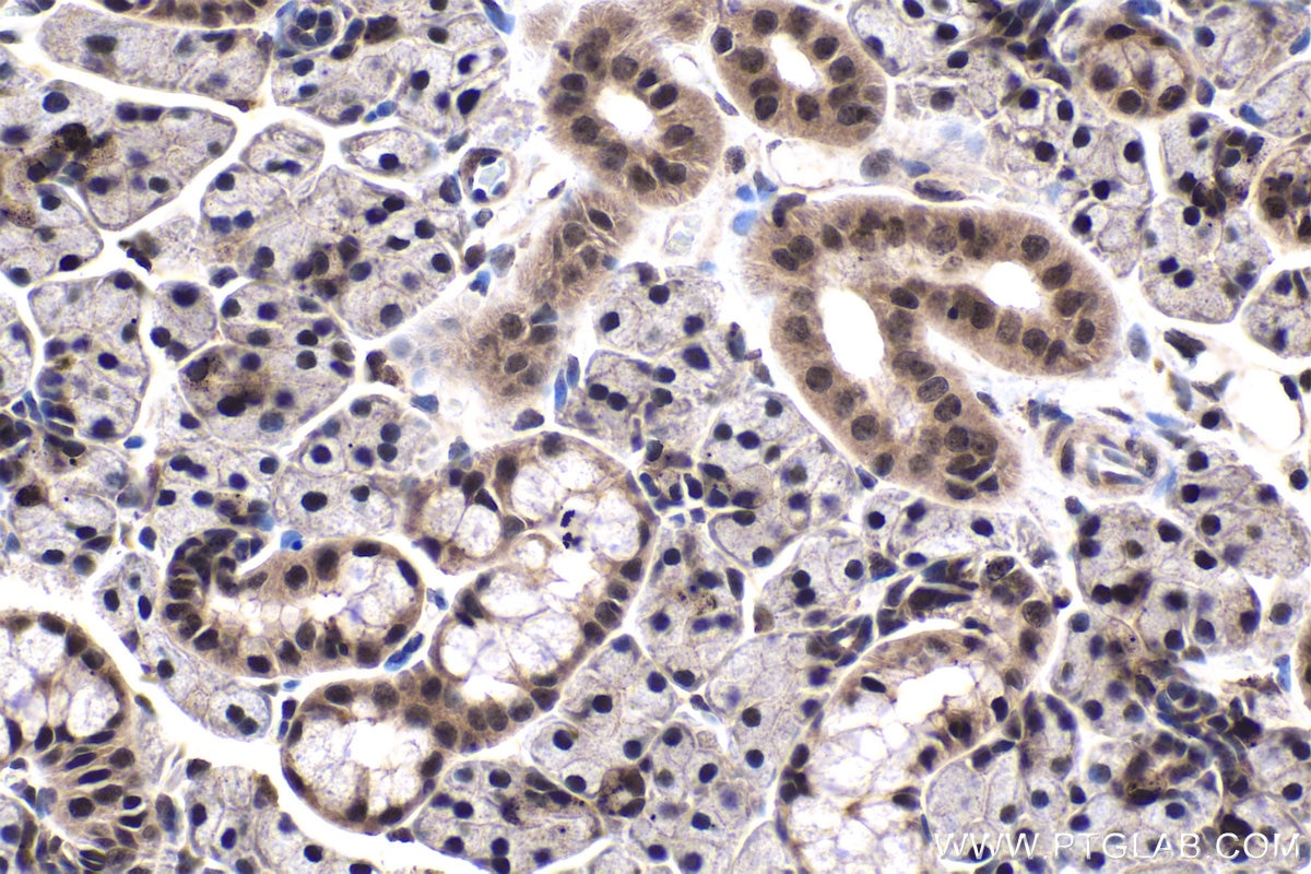 Immunohistochemical analysis of paraffin-embedded rat salivary gland tissue slide using KHC1960 (EXOSC3 IHC Kit).