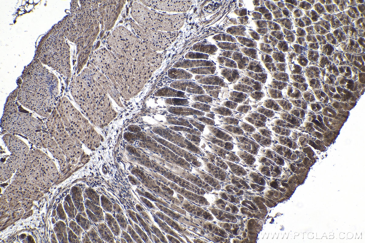 Immunohistochemical analysis of paraffin-embedded mouse stomach tissue slide using KHC1417 (EYA2 IHC Kit).