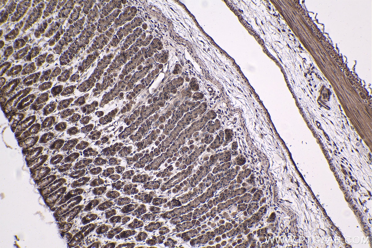 Immunohistochemical analysis of paraffin-embedded rat stomach tissue slide using KHC1417 (EYA2 IHC Kit).