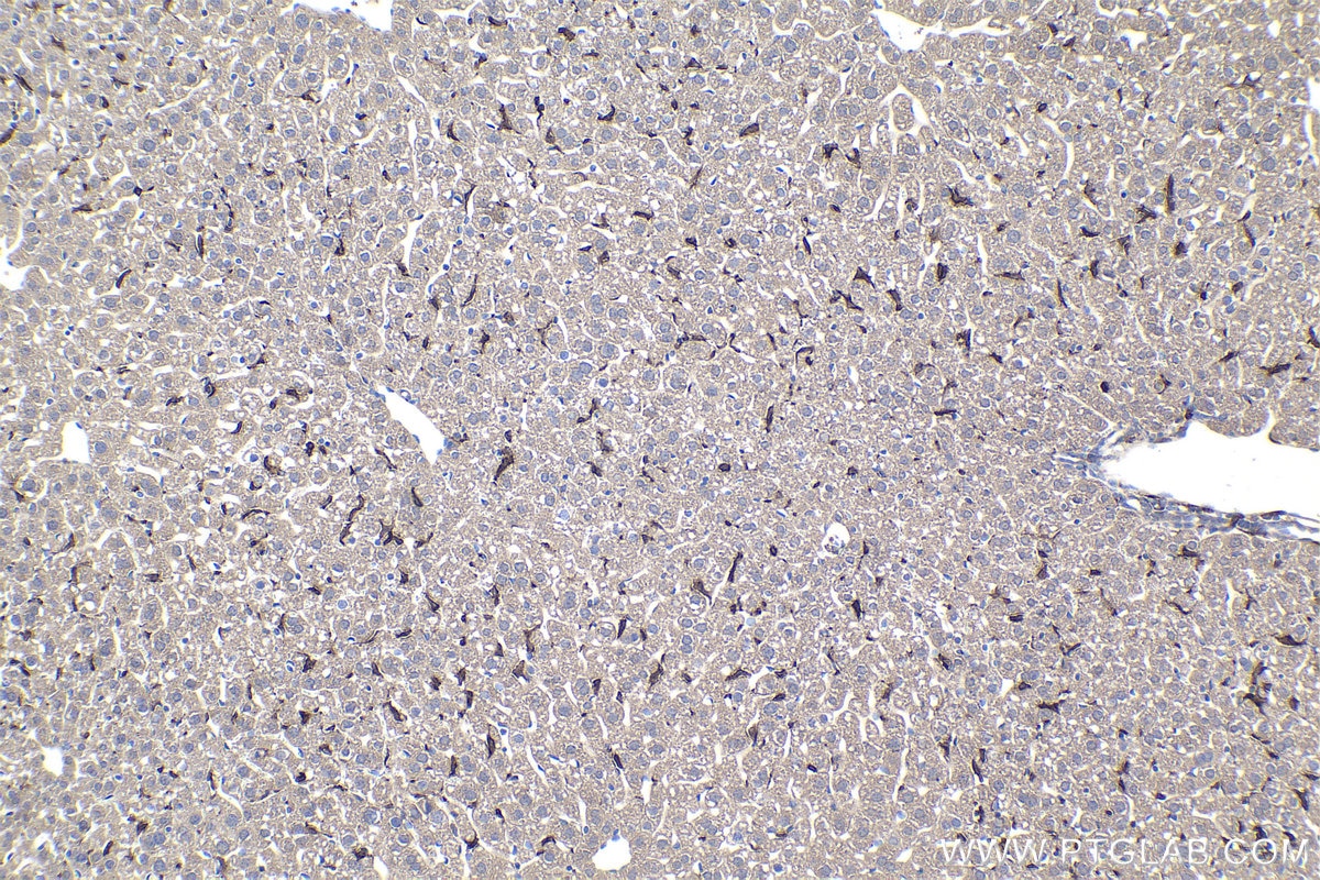 Immunohistochemical analysis of paraffin-embedded mouse liver tissue slide using KHC0938 (F4/80 IHC Kit).