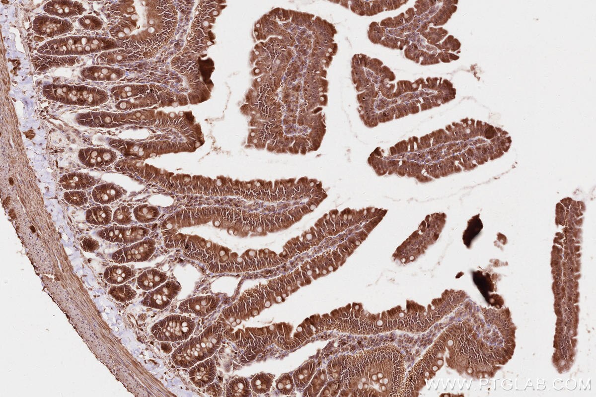 Immunohistochemical analysis of paraffin-embedded rat small intestine tissue slide using KHC2613 (FA2H IHC Kit).