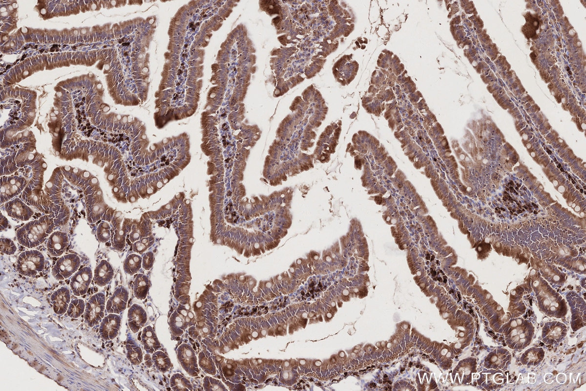 Immunohistochemical analysis of paraffin-embedded rat small intestine tissue slide using KHC2783 (FAF2 IHC Kit).