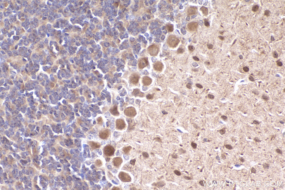 Immunohistochemical analysis of paraffin-embedded mouse cerebellum tissue slide using KHC2477 (FAM175B IHC Kit).