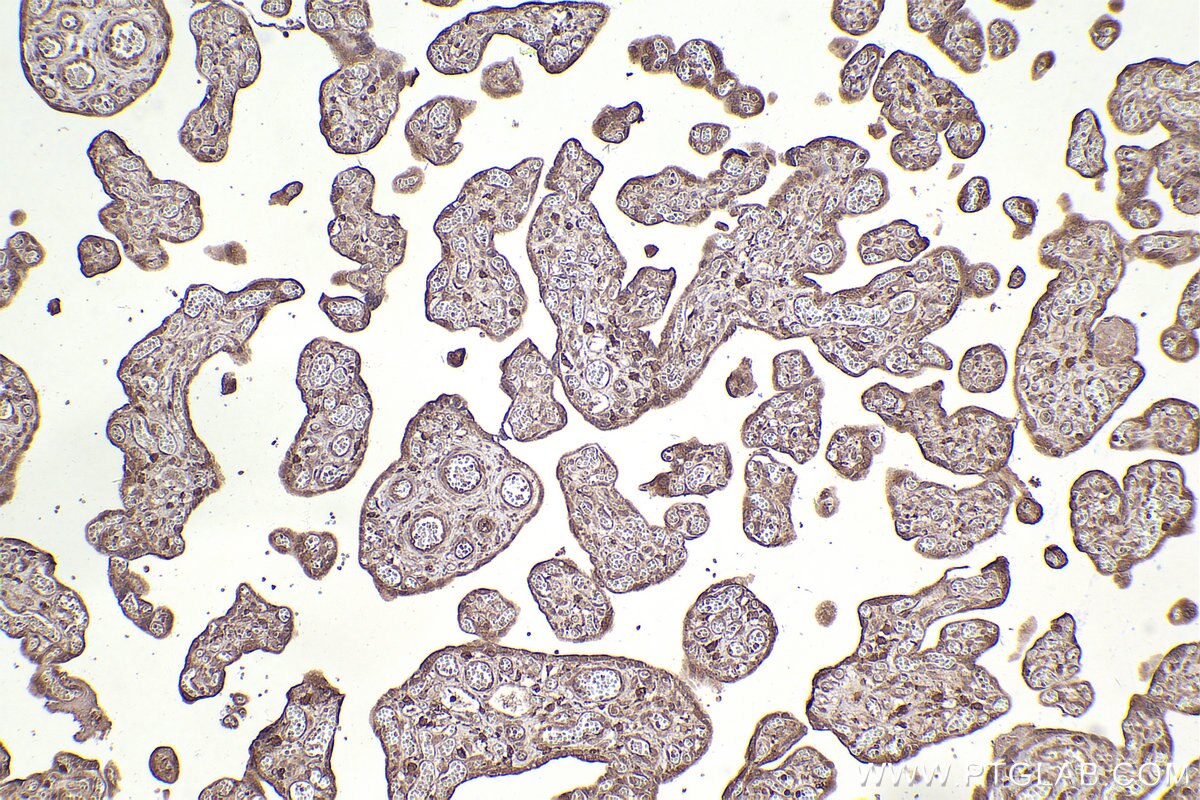 Immunohistochemical analysis of paraffin-embedded human placenta tissue slide using KHC2477 (FAM175B IHC Kit).