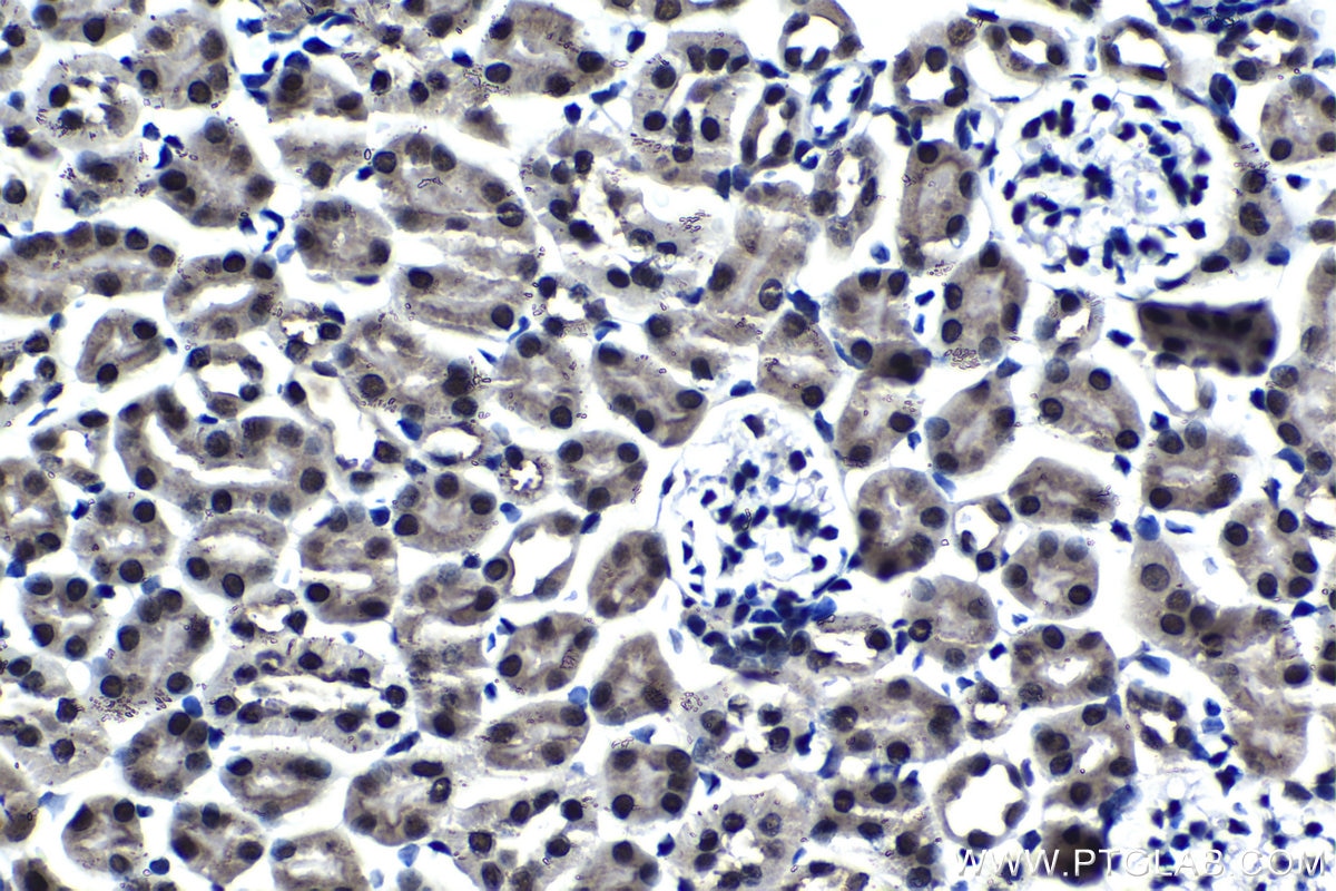 Immunohistochemical analysis of paraffin-embedded mouse kidney tissue slide using KHC1378 (FAM50A IHC Kit).