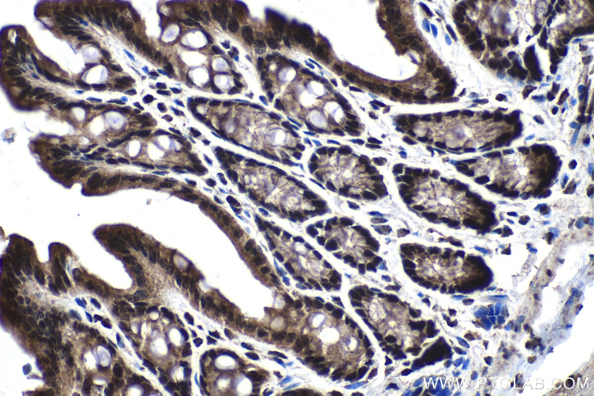 Immunohistochemical analysis of paraffin-embedded mouse colon tissue slide using KHC1378 (FAM50A IHC Kit).