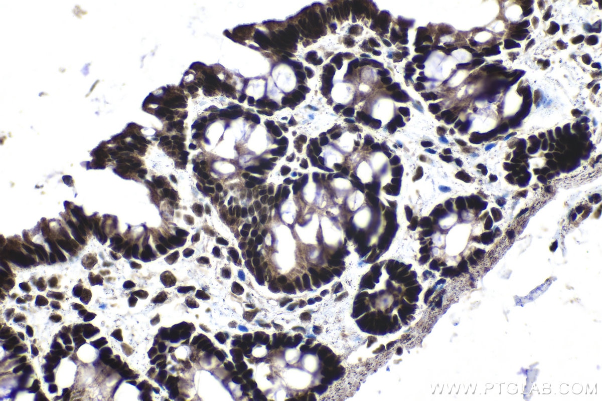 Immunohistochemical analysis of paraffin-embedded rat colon tissue slide using KHC1378 (FAM50A IHC Kit).