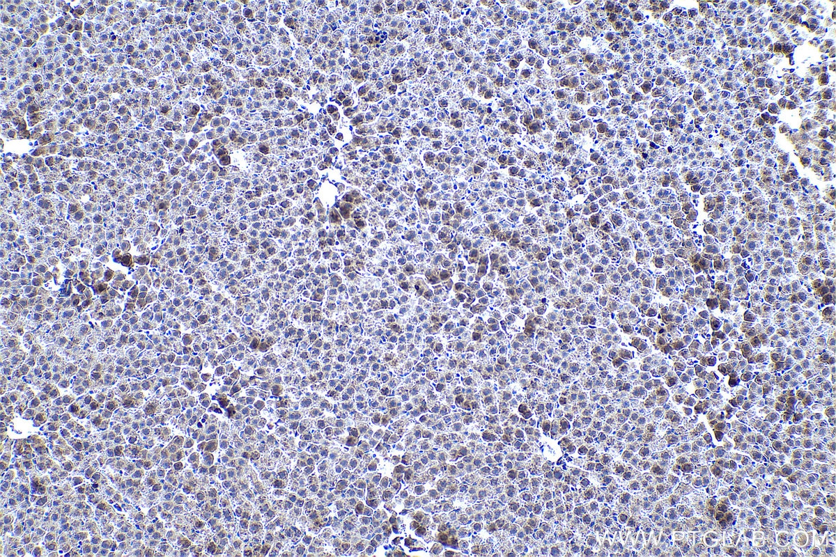 Immunohistochemical analysis of paraffin-embedded rat liver tissue slide using KHC0416 (FARSB IHC Kit).