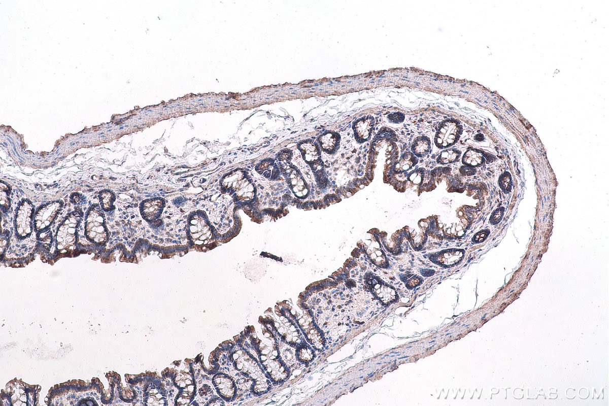 Immunohistochemical analysis of paraffin-embedded rat colon tissue slide using KHC1008 (FAU IHC Kit).