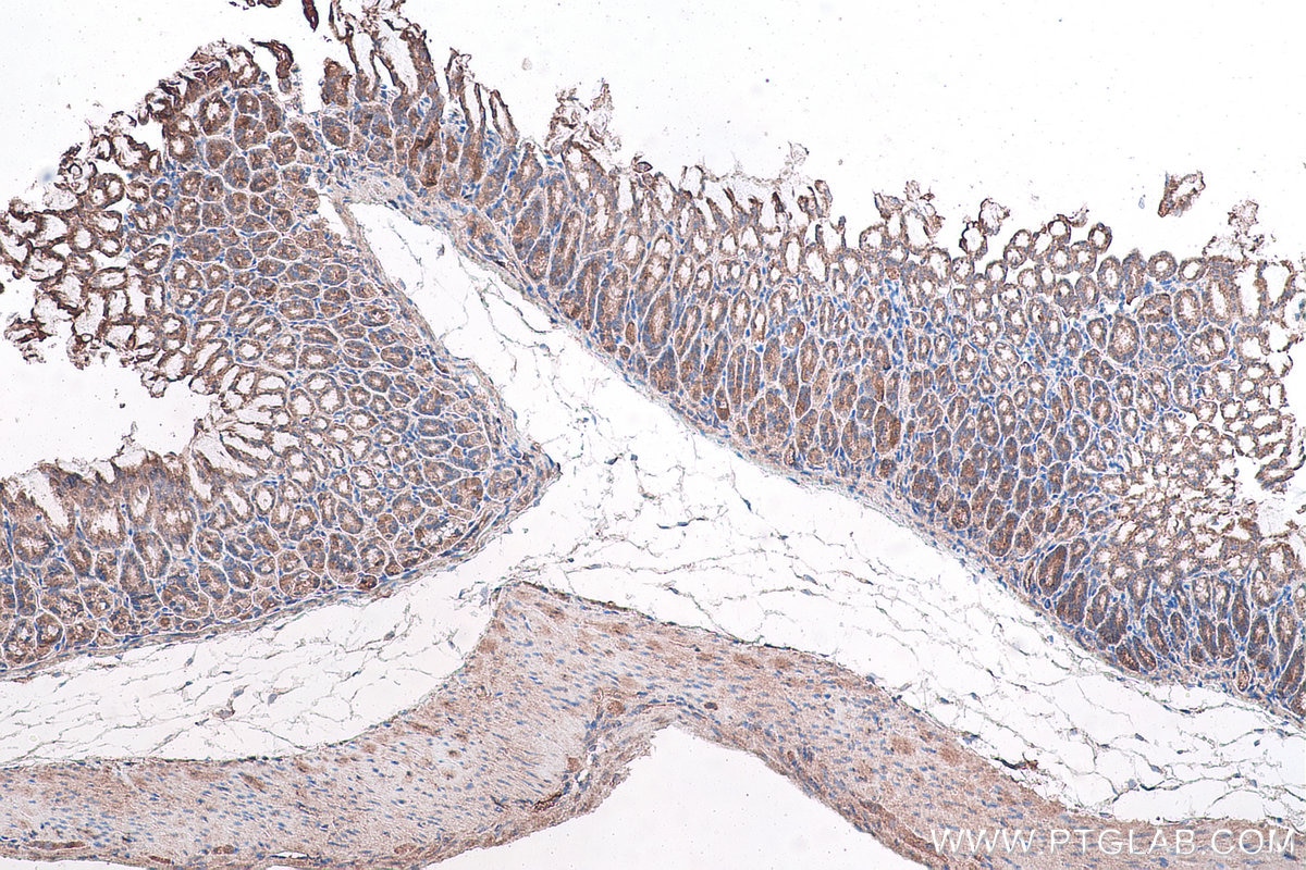 Immunohistochemical analysis of paraffin-embedded mouse stomach tissue slide using KHC1008 (FAU IHC Kit).