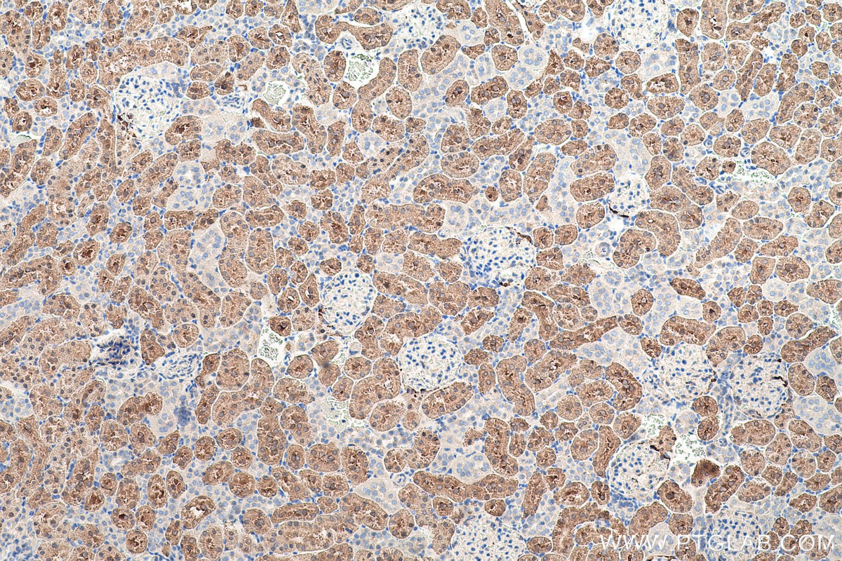 Immunohistochemical analysis of paraffin-embedded rat kidney tissue slide using KHC0526 (FBP1 IHC Kit).