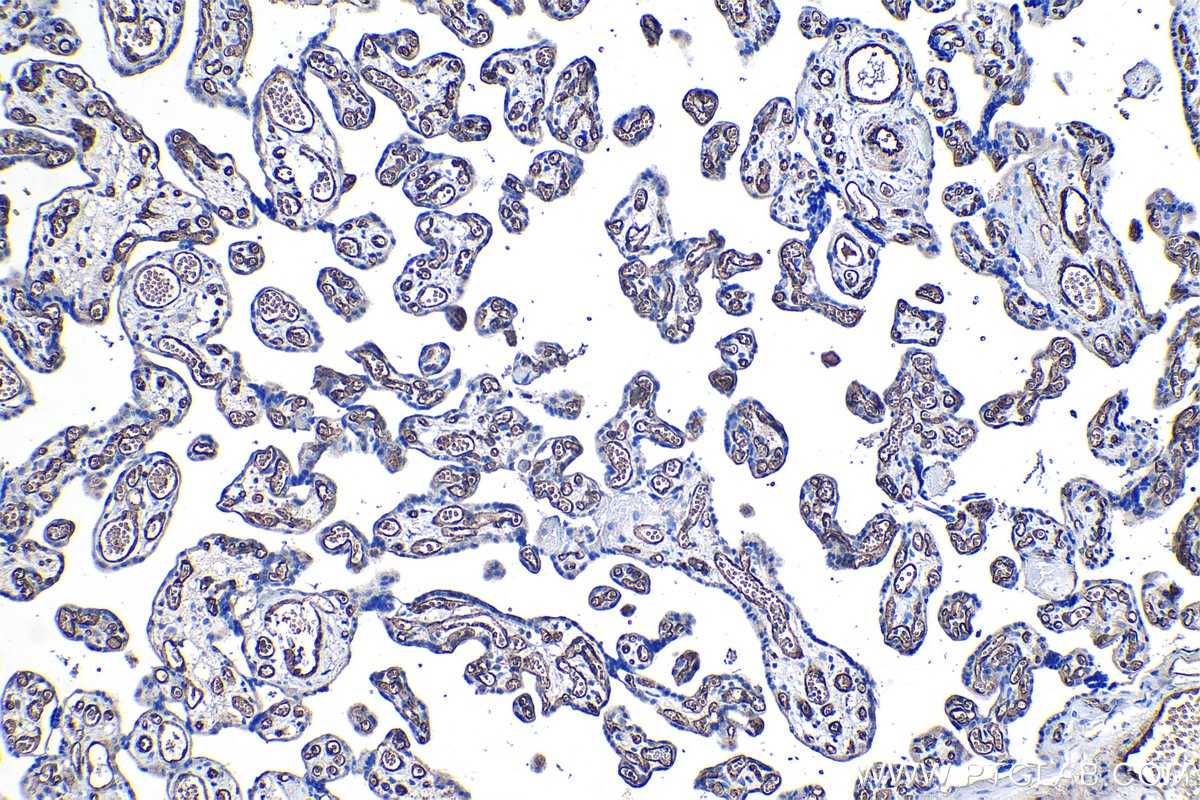 Immunohistochemical analysis of paraffin-embedded human placenta tissue slide using KHC1163 (FCGR2B IHC Kit).