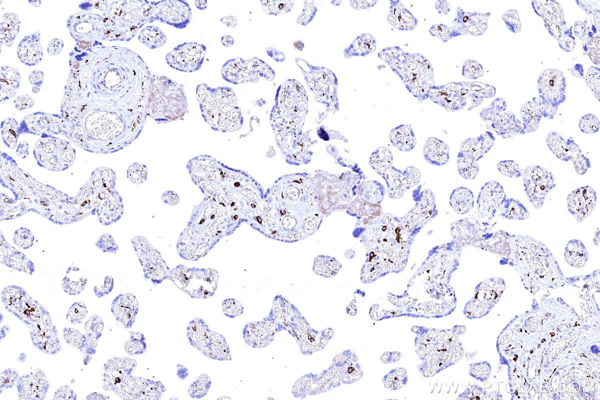 Immunohistochemical analysis of paraffin-embedded human placenta tissue slide using KHC3232 (FCGRT/FCRN IHC Kit).