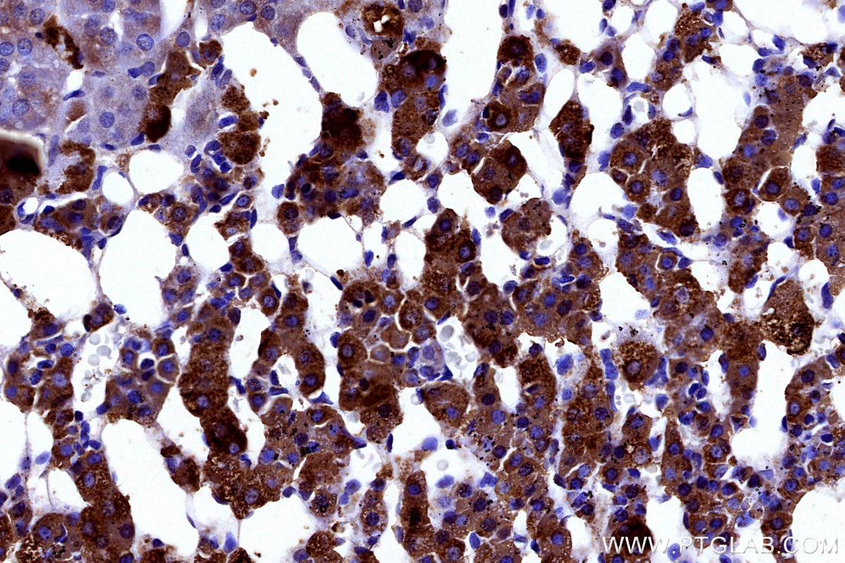 Immunohistochemical analysis of paraffin-embedded rat adrenal gland tissue slide using KHC3175 (FDX1 IHC Kit).