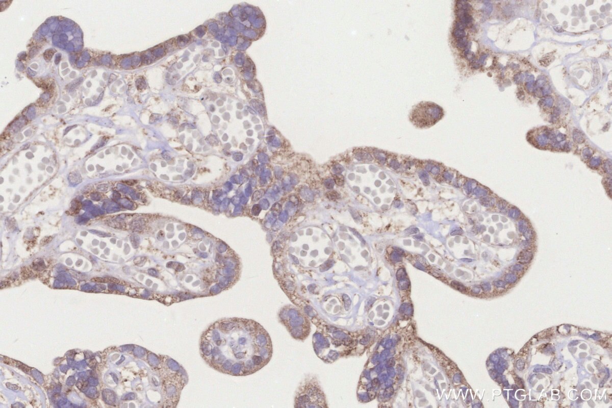 Immunohistochemical analysis of paraffin-embedded human placenta tissue slide using KHC3271 (FDX1L IHC Kit).