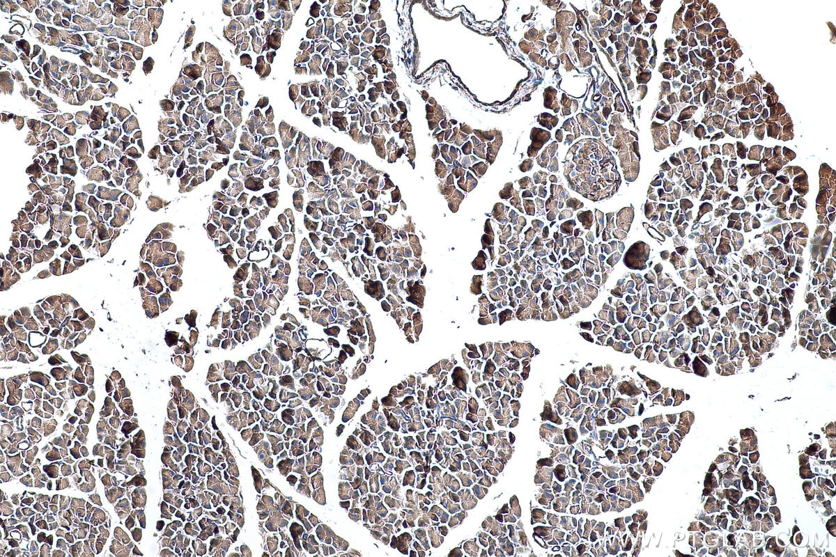 Immunohistochemical analysis of paraffin-embedded mouse pancreas tissue slide using KHC0688 (FERMT2/Kindlin 2 IHC Kit).