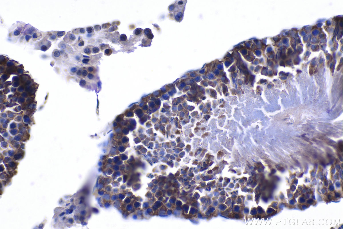 Immunohistochemical analysis of paraffin-embedded rat testis tissue slide using KHC1056 (FGFR3 IHC Kit).