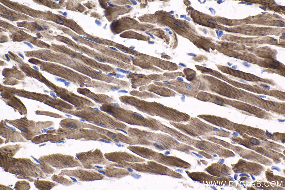 Immunohistochemical analysis of paraffin-embedded mouse heart tissue slide using KHC1727 (FHL2 IHC Kit).