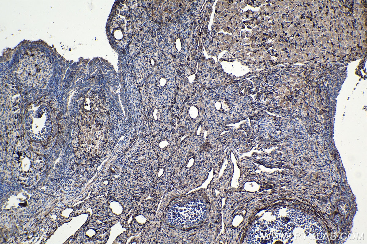 Immunohistochemical analysis of paraffin-embedded rat ovary tissue slide using KHC1727 (FHL2 IHC Kit).
