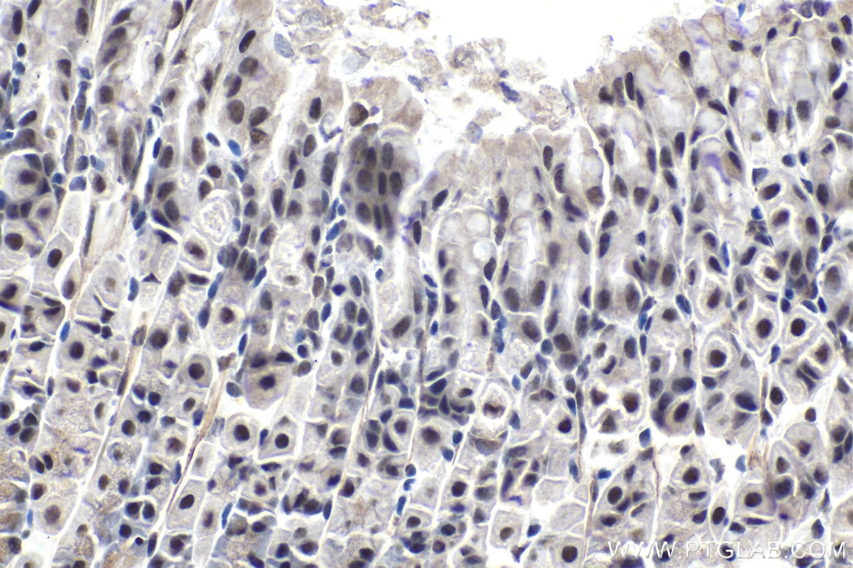 Immunohistochemical analysis of paraffin-embedded mouse stomach tissue slide using KHC1018 (FIP1L1 IHC Kit).