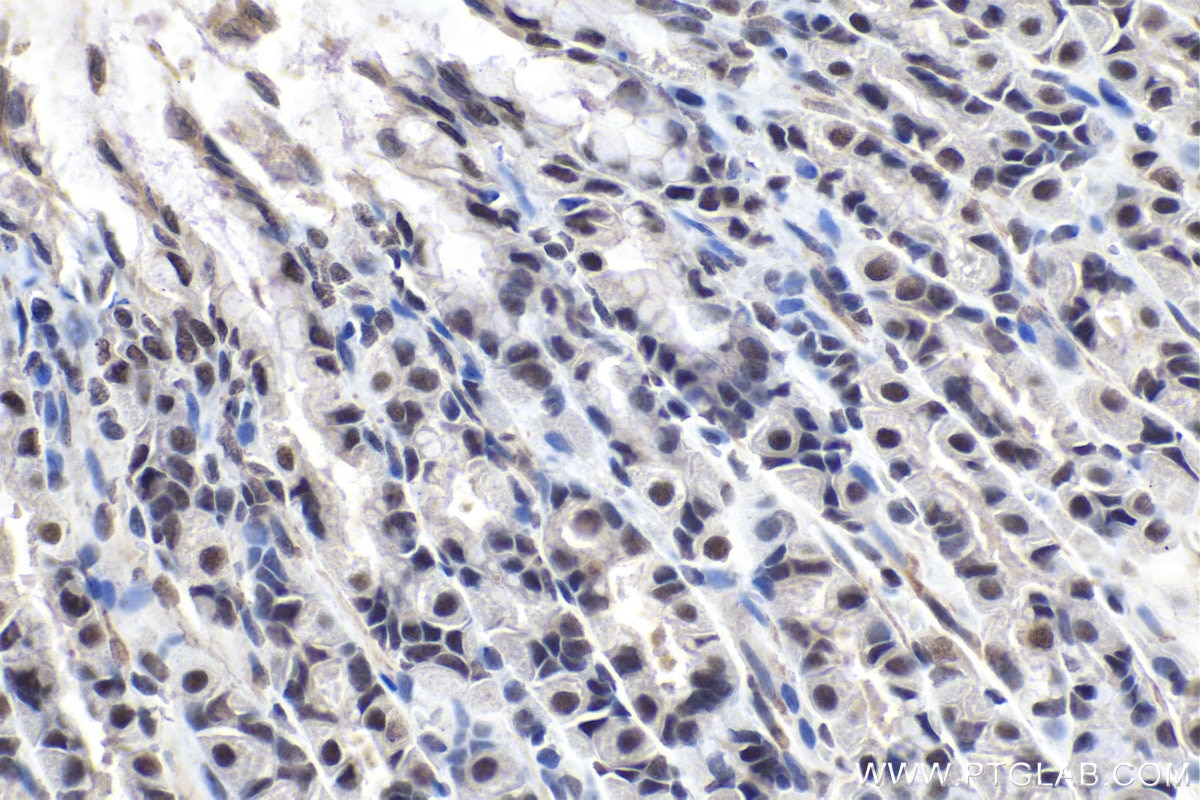 Immunohistochemical analysis of paraffin-embedded rat stomach tissue slide using KHC1018 (FIP1L1 IHC Kit).