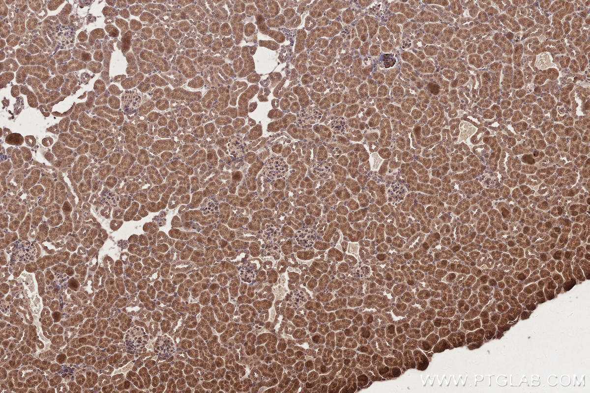 Immunohistochemical analysis of paraffin-embedded mouse kidney tissue slide using KHC2696 (FLAD1 IHC Kit).