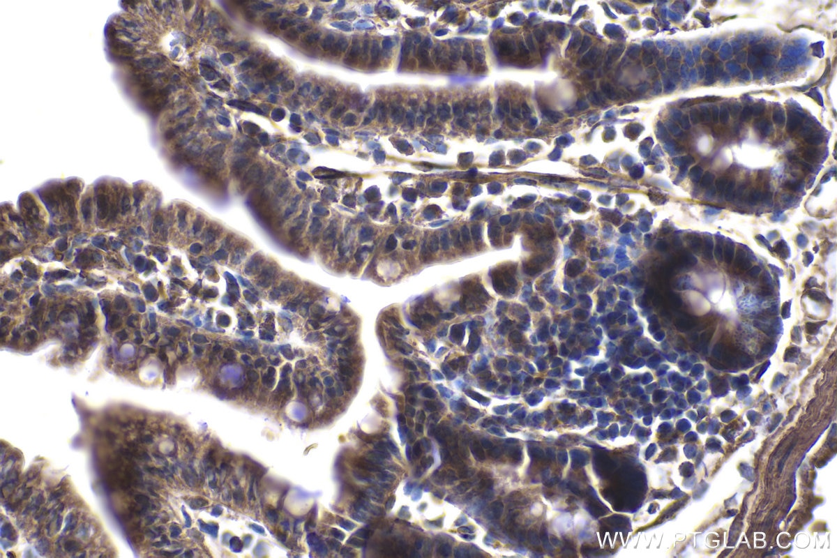 Immunohistochemical analysis of paraffin-embedded mouse small intestine tissue slide using KHC1839 (FLCN IHC Kit).