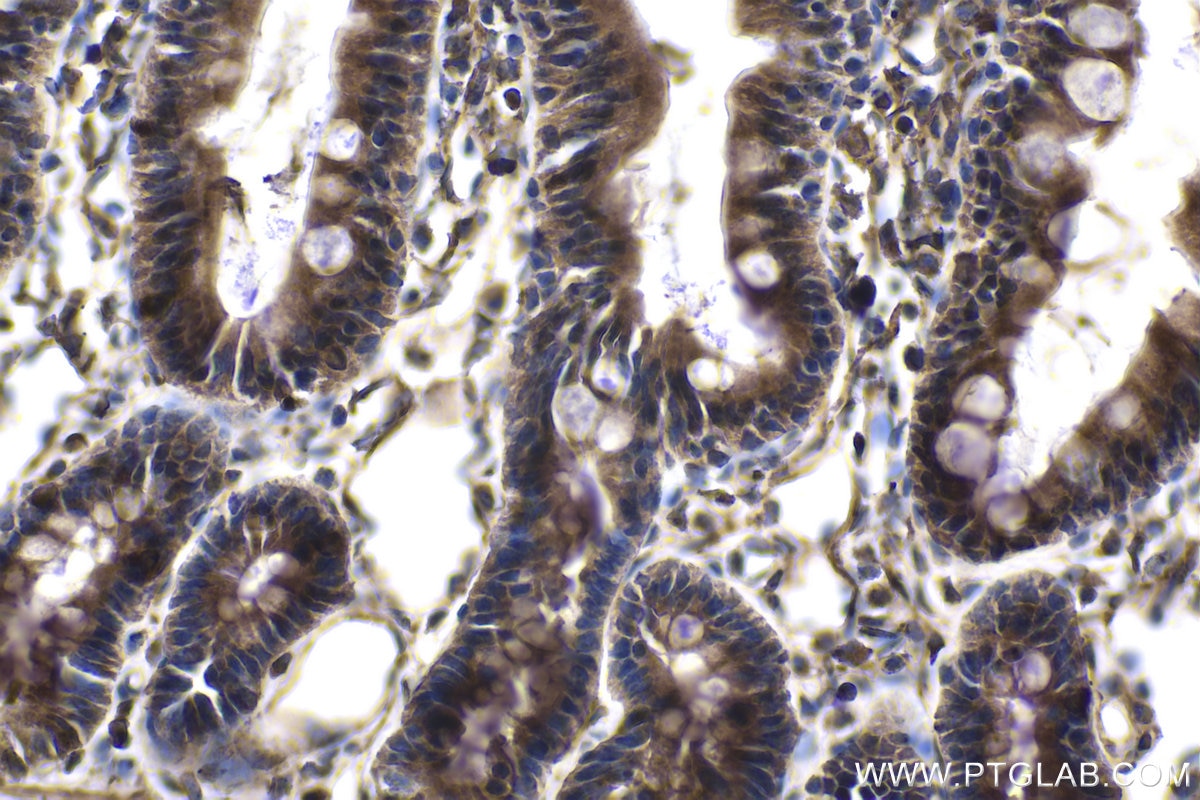 Immunohistochemical analysis of paraffin-embedded rat small intestine tissue slide using KHC1839 (FLCN IHC Kit).