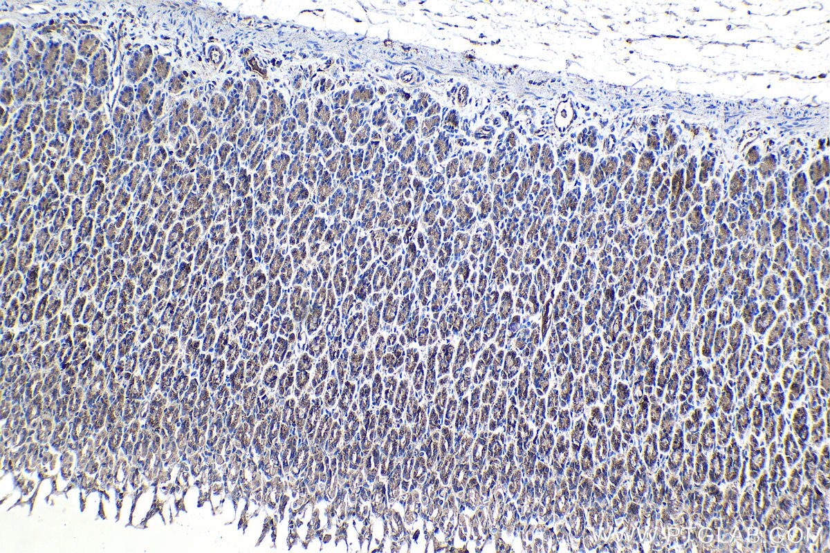 Immunohistochemical analysis of paraffin-embedded rat stomach tissue slide using KHC1072 (FLOT1 IHC Kit).