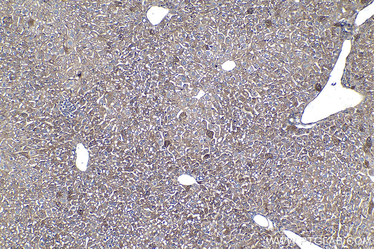 Immunohistochemical analysis of paraffin-embedded mouse liver tissue slide using KHC1072 (FLOT1 IHC Kit).