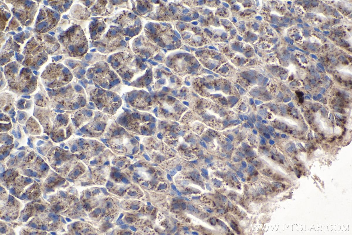 Immunohistochemical analysis of paraffin-embedded mouse stomach tissue slide using KHC1072 (FLOT1 IHC Kit).