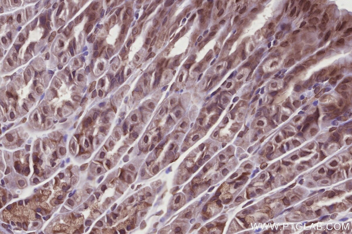 Immunohistochemical analysis of paraffin-embedded mouse stomach tissue slide using KHC2727 (FNIP1 IHC Kit).