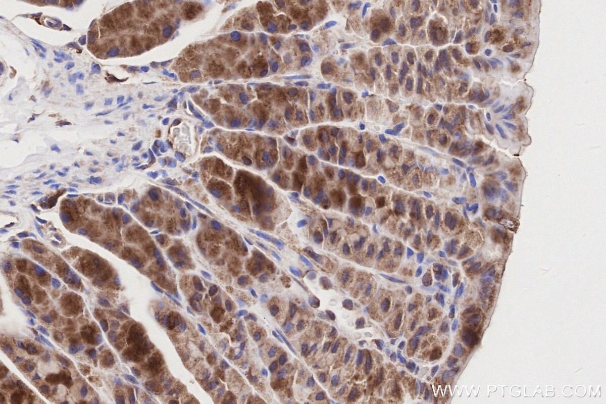 Immunohistochemical analysis of paraffin-embedded mouse stomach tissue slide using KHC3216 (FNTA IHC Kit). Immunohistochemical analysis of paraffin-embedded mouse stomach tissue slide using KHC3216 (FNTA IHC Kit).
