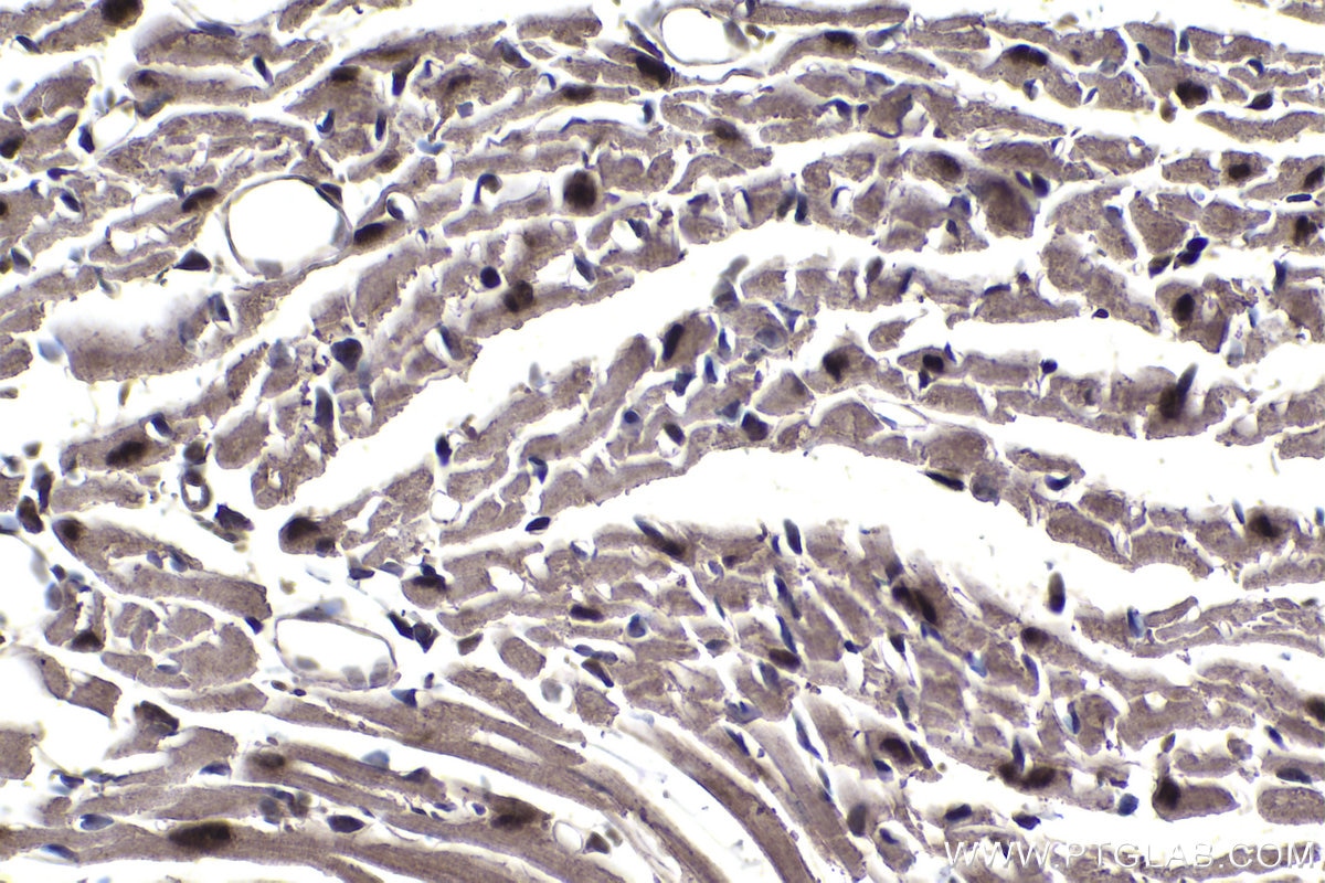 Immunohistochemical analysis of paraffin-embedded mouse heart tissue slide using KHC1451 (FOX2/RBM9 IHC Kit).