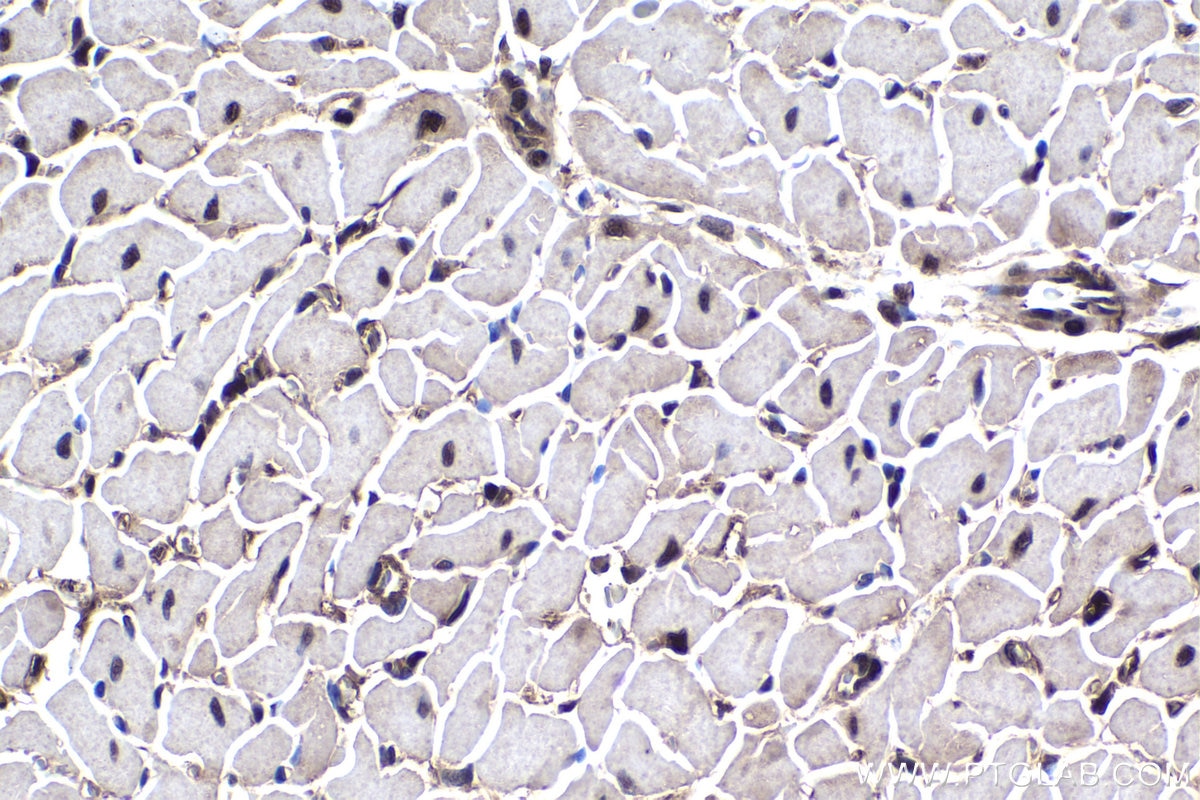 Immunohistochemical analysis of paraffin-embedded rat heart tissue slide using KHC1451 (FOX2/RBM9 IHC Kit).