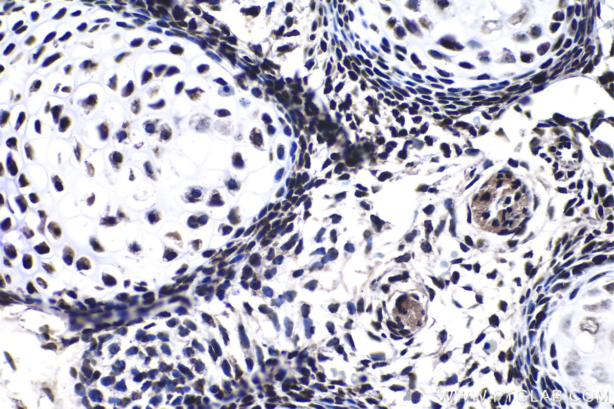 Immunohistochemical analysis of paraffin-embedded mouse embryo tissue slide using KHC1063 (FOXP1 IHC Kit).
