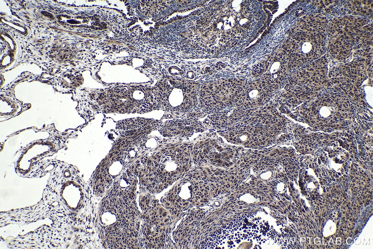 Immunohistochemical analysis of paraffin-embedded rat ovary tissue slide using KHC1790 (FOXR1 IHC Kit).