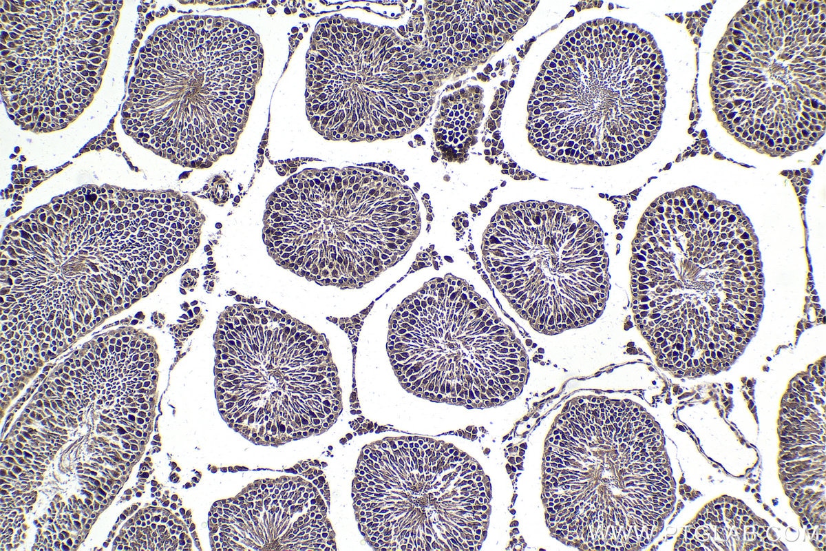 Immunohistochemical analysis of paraffin-embedded rat testis tissue slide using KHC1790 (FOXR1 IHC Kit).