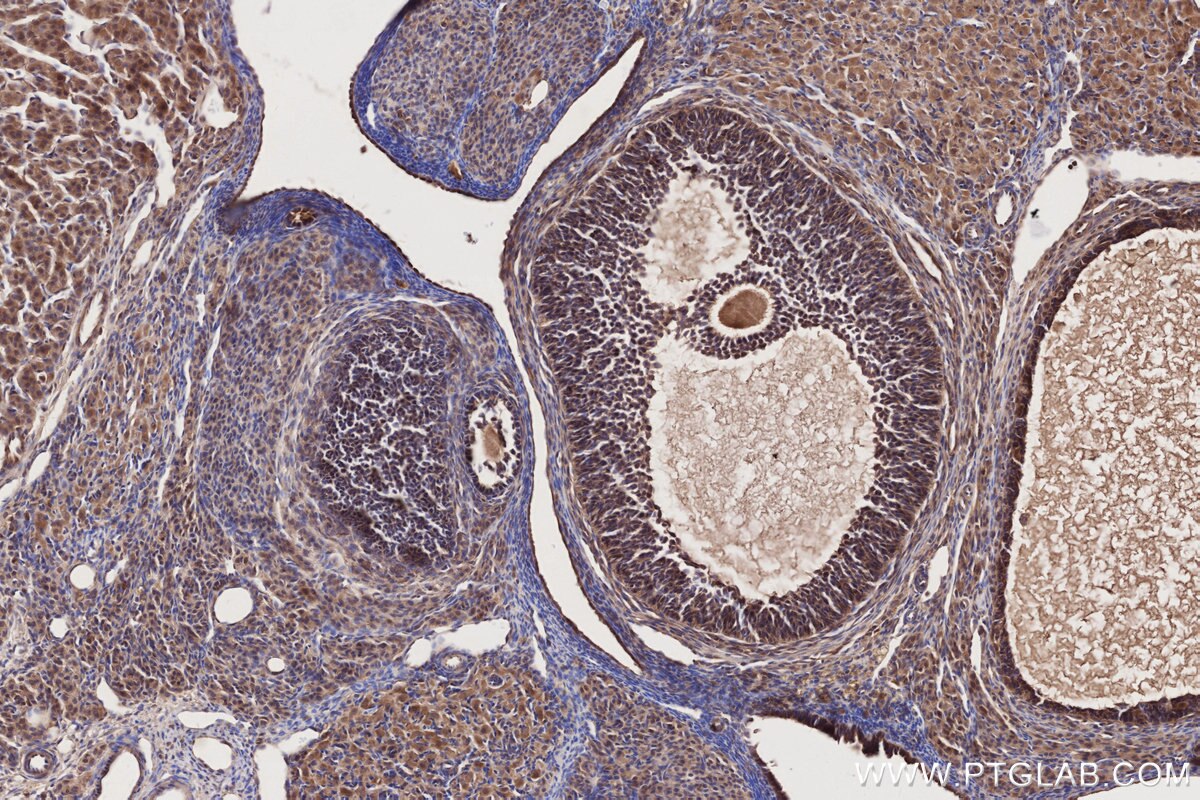 Immunohistochemical analysis of paraffin-embedded rat ovary tissue slide using KHC2731 (FRS2 IHC Kit).