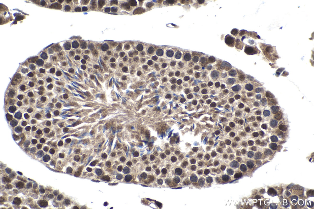 Immunohistochemical analysis of paraffin-embedded mouse testis tissue slide using KHC1498 (FSTL3 IHC Kit).