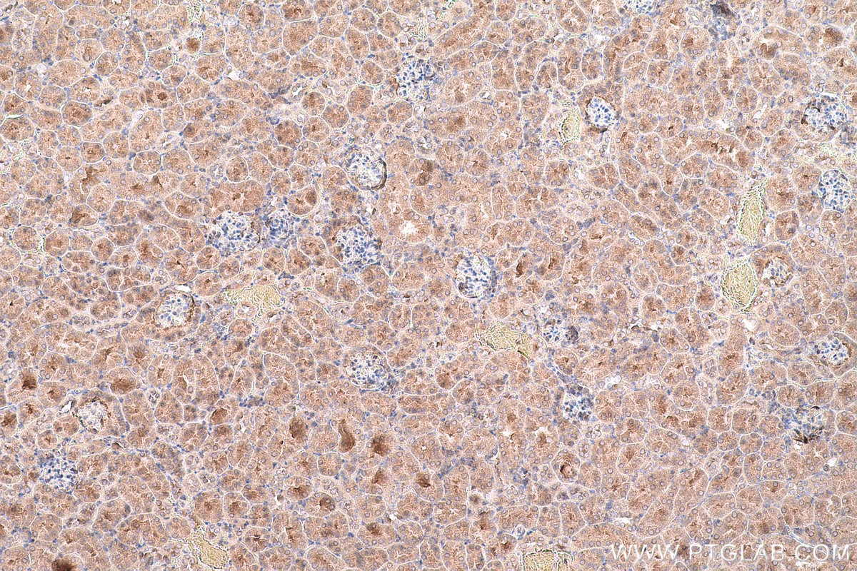 Immunohistochemical analysis of paraffin-embedded mouse kidney tissue slide using KHC0766 (FUCA1 IHC Kit).