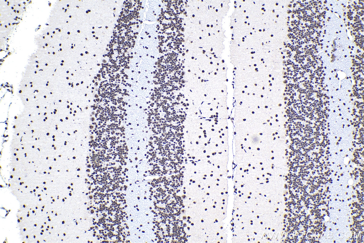 Immunohistochemical analysis of paraffin-embedded rat cerebellum tissue slide using KHC0937 (FUS/TLS IHC Kit).