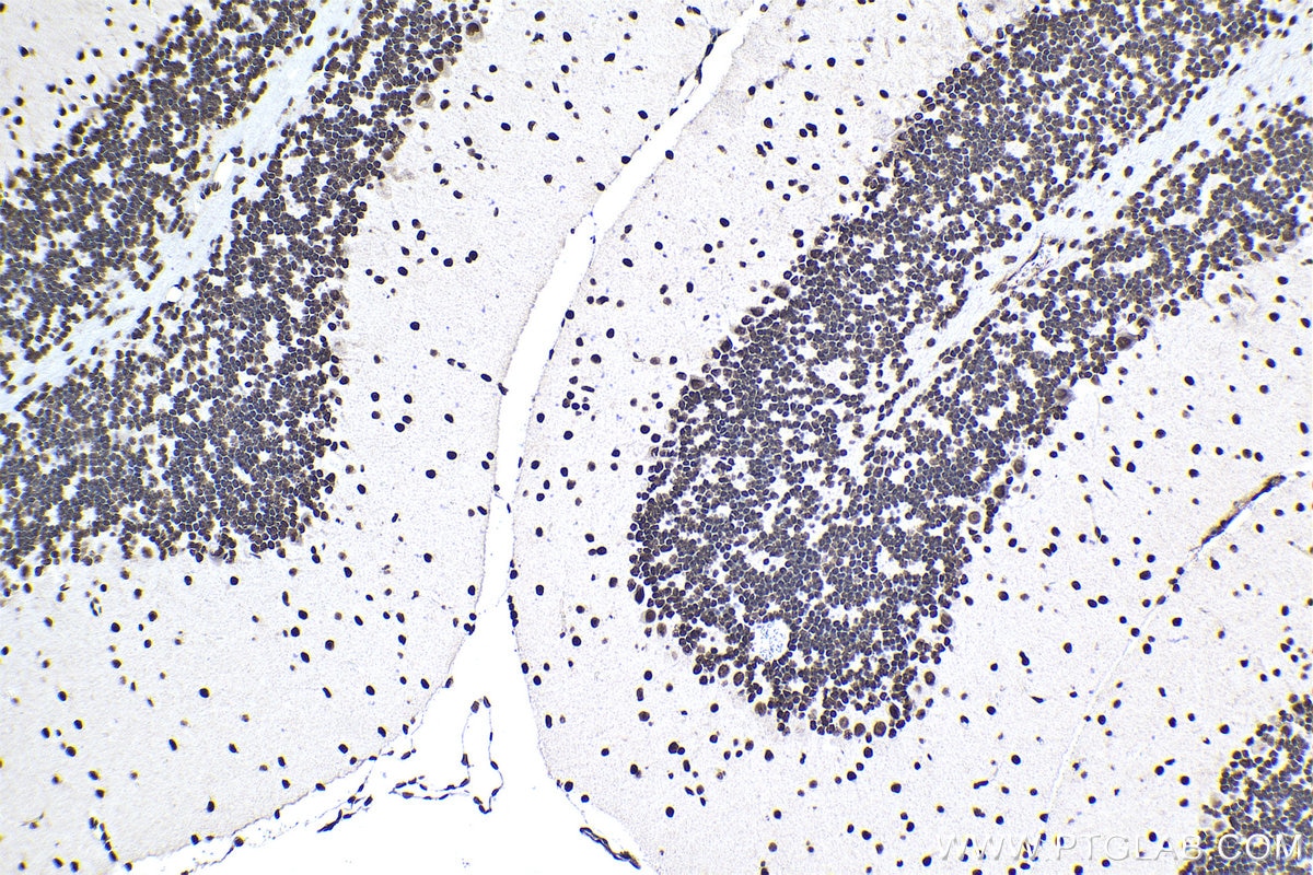 Immunohistochemical analysis of paraffin-embedded mouse cerebellum tissue slide using KHC0937 (FUS/TLS IHC Kit).