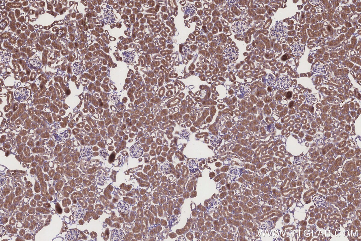 Immunohistochemical analysis of paraffin-embedded mouse kidney tissue slide using KHC3274 (FUT10 IHC Kit).